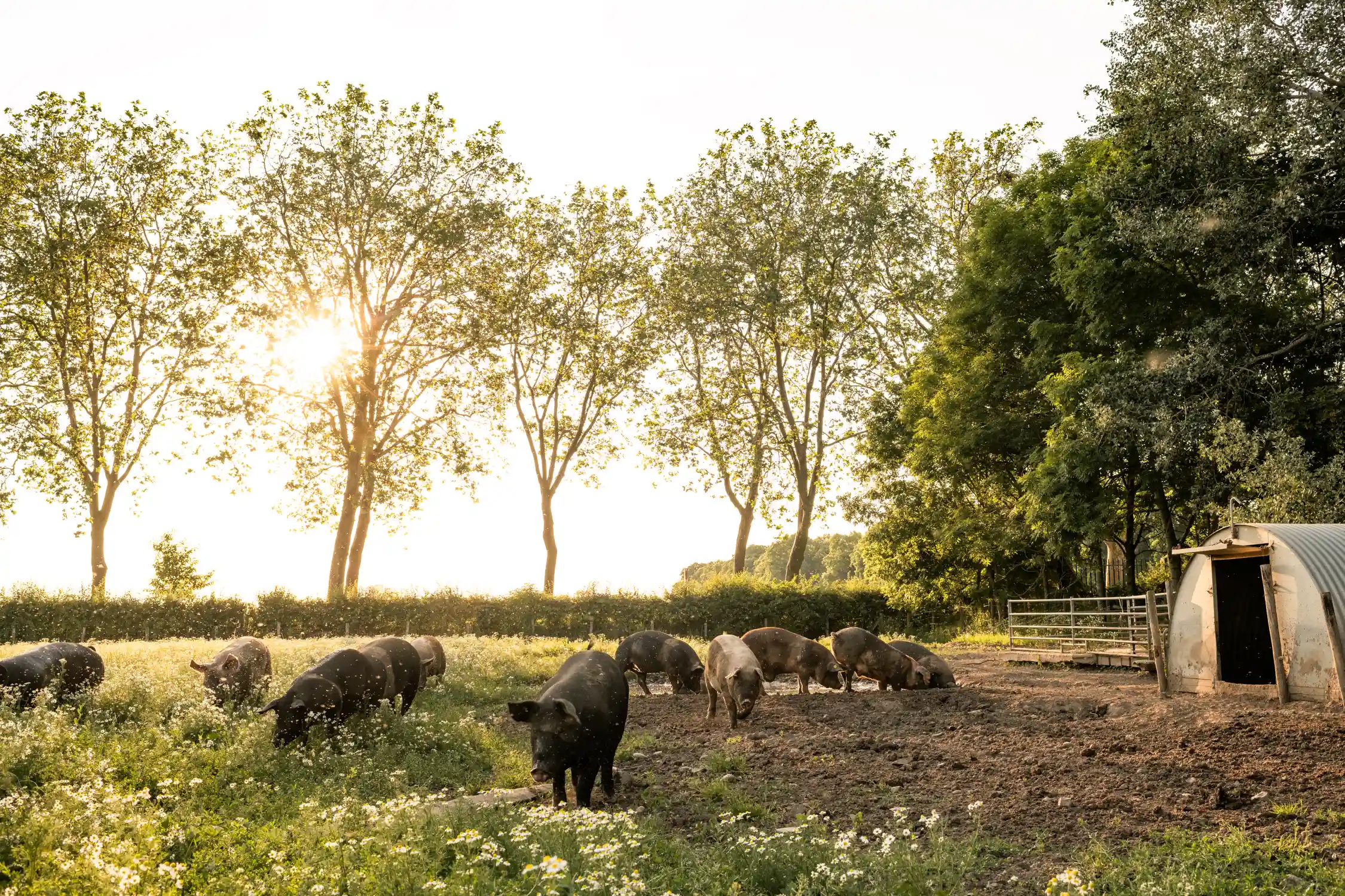 Livar: premium varkensvlees met een bijzonder verhaal