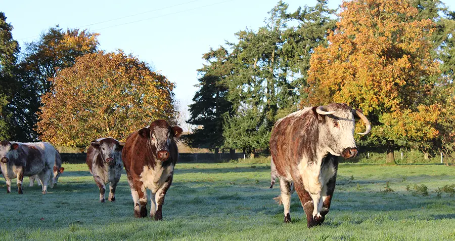 Prumpelstown Estate beef runderen