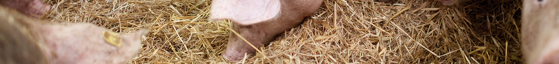 Varkens in het stro