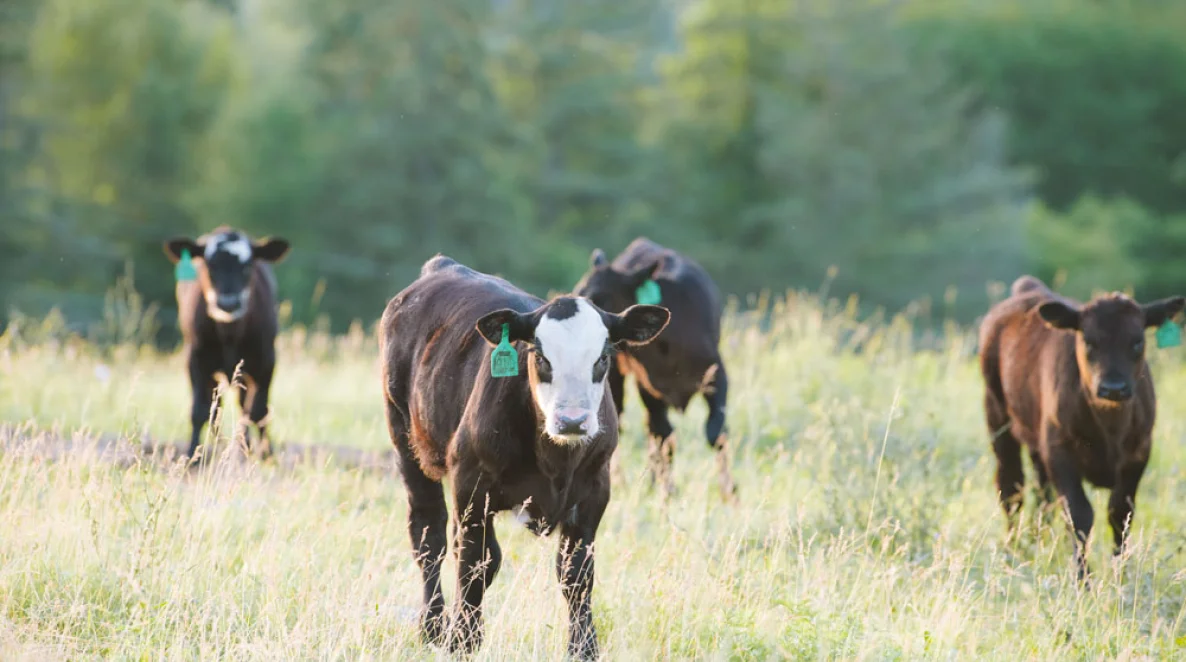 Heritage angus runderen