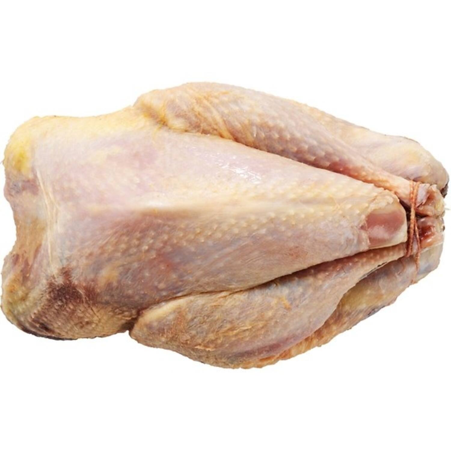 FAZANT HEN PANKLAAR