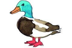 JOKA - FOIE GRAS CANARD CRU opgekuisd