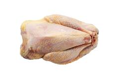 FAZANT HEN PANKLAAR